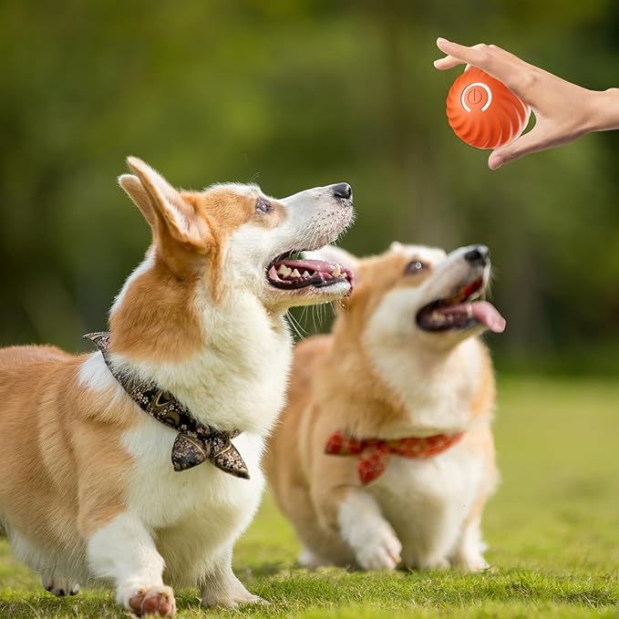 ChaseSpark™ — Ignite Your Dog’s Wild Instinct for Endless Play and Pure Joy