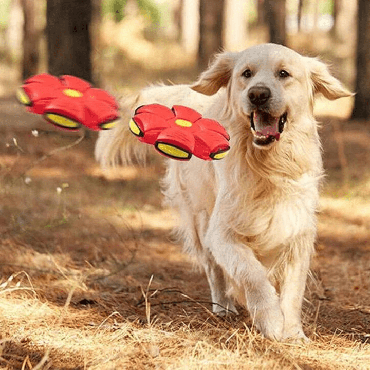 Interactive 2-in-1 Dog Toy for Endless Fun