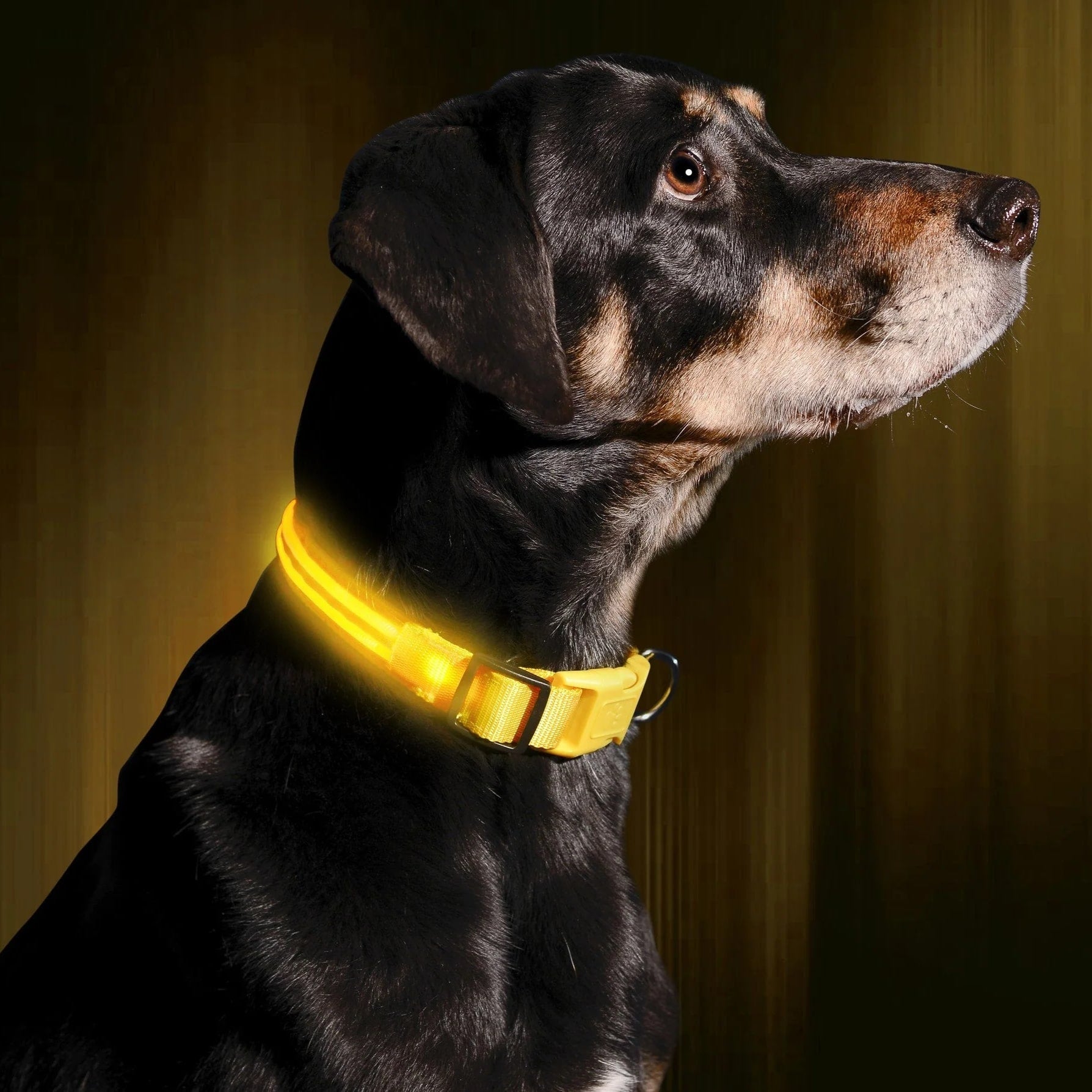 Illuminate Your Dog's Safety with the BrightBark LED Collar