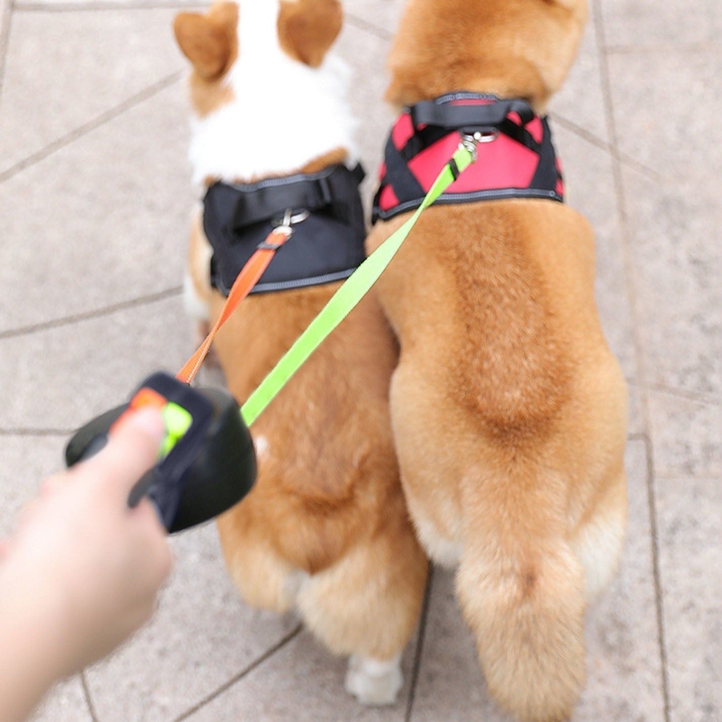Dual Leash with Poop Bag Holder & LED Light | PetNavigator