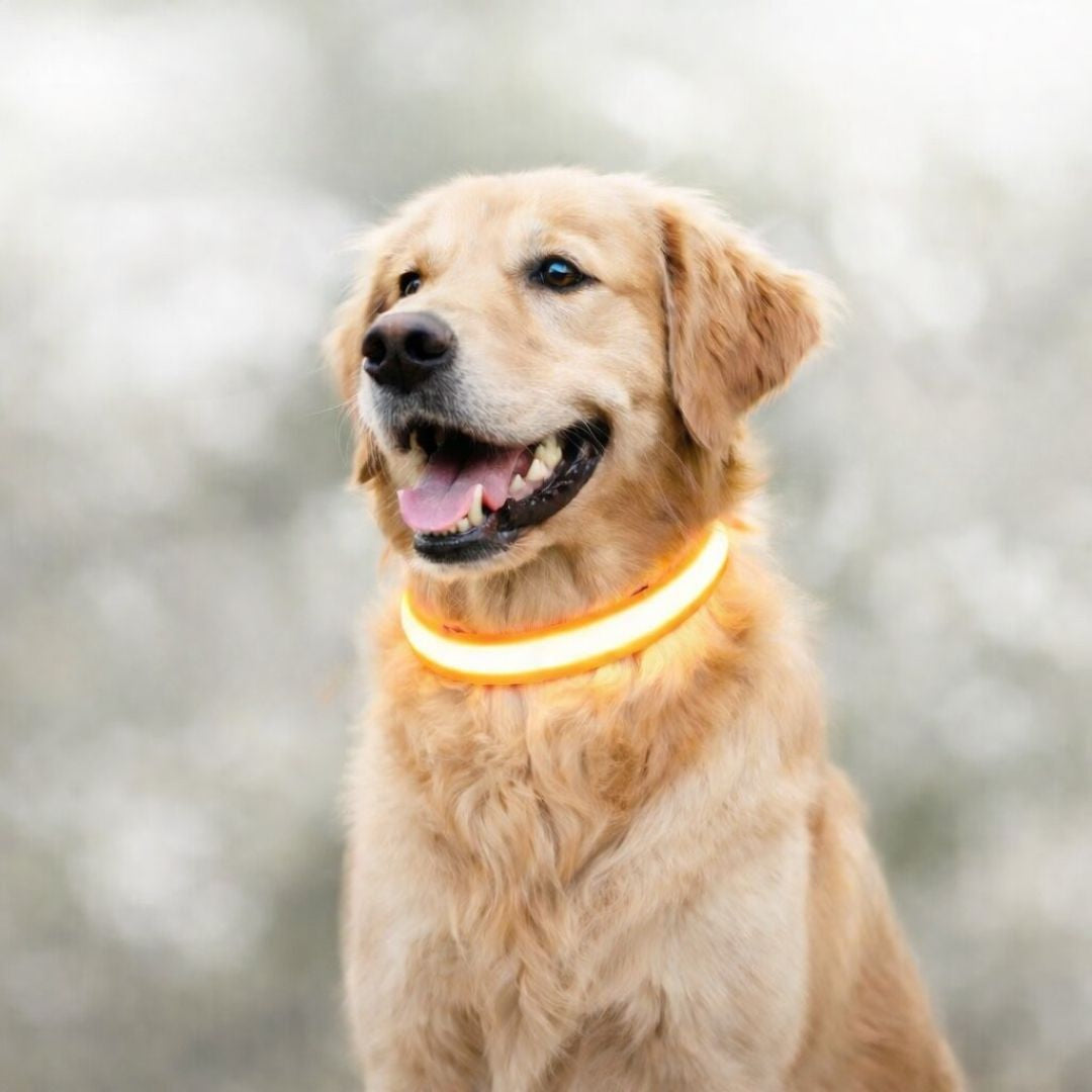 Illuminate Your Dog's Safety with the BrightBark LED Collar