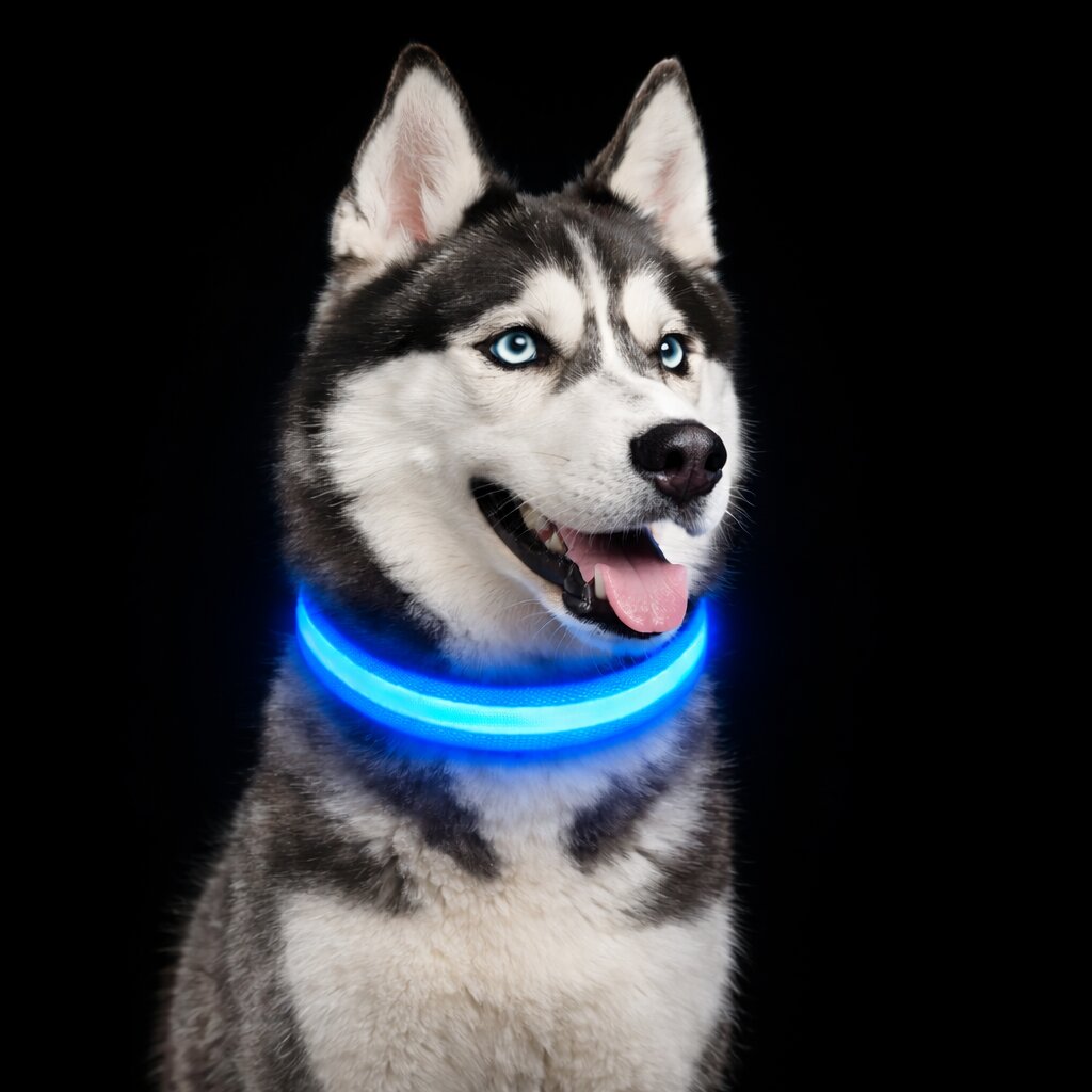 Illuminate Your Dog's Safety with the BrightBark LED Collar