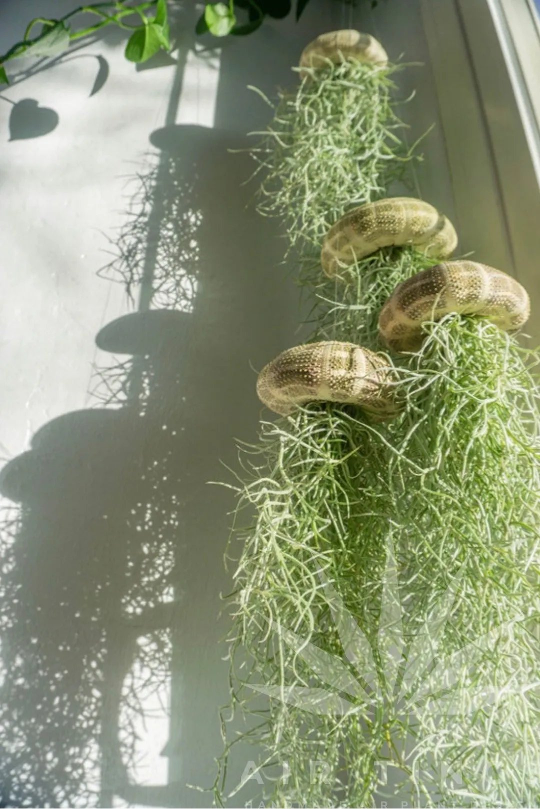 AuraShell™ — Bring Effortless Coastal Calm and Living Ocean Beauty to Your Space