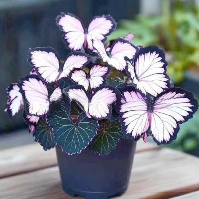 VividFlair™ Butterfly Bloom Seeds — Turn Your Garden Into a Dazzling Butterfly Wonderland That Steals Every Heart