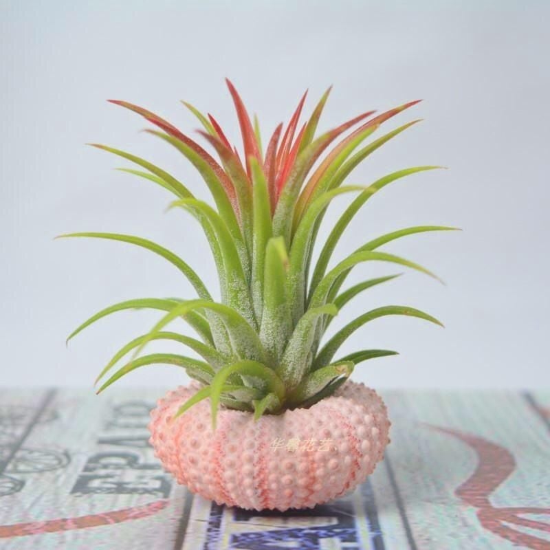 AuraShell™ — Bring Effortless Coastal Calm and Living Ocean Beauty to Your Space