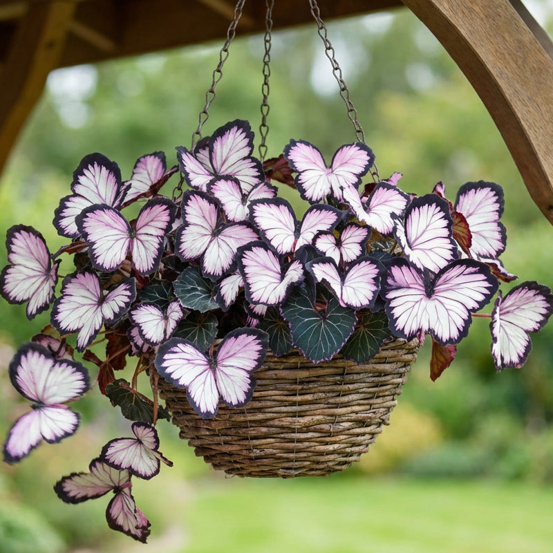 VividFlair™ Butterfly Bloom Seeds — Turn Your Garden Into a Dazzling Butterfly Wonderland That Steals Every Heart