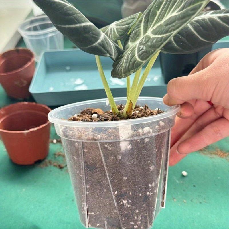 Translucent Planters – Monitor Roots and Foster Plant Health