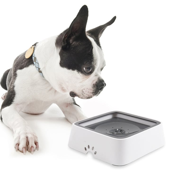 HydrWell™ — Keep Floors Dry and Your Pup Calm with Splash-Free Sipping