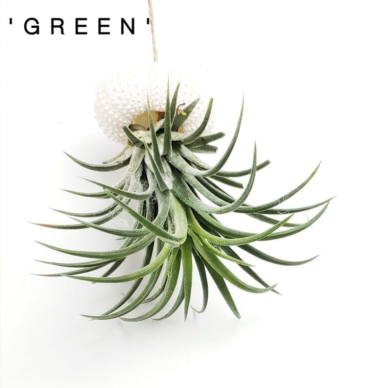 AuraShell™ — Bring Effortless Coastal Calm and Living Ocean Beauty to Your Space