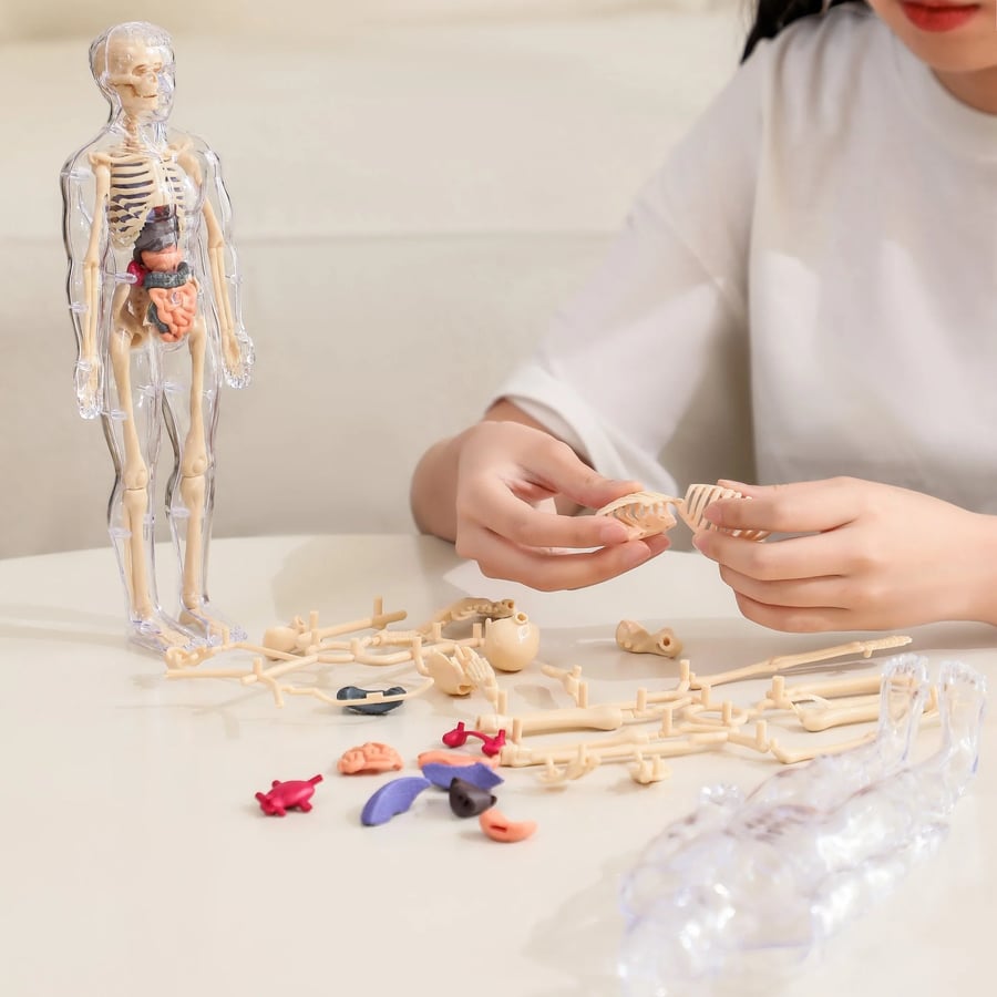 Transparent 3D Anatomy Model Featuring Body and Organs