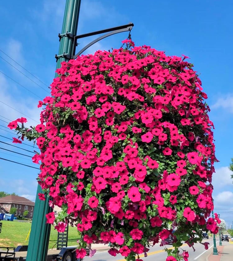 BloomVista™ — Effortless, Vibrant Blooms That Brighten Every Moment