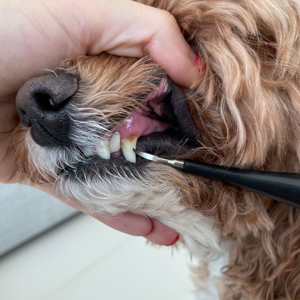 RadiantPaw™ — Effortless Smile Transformation for Happy, Healthy Pets