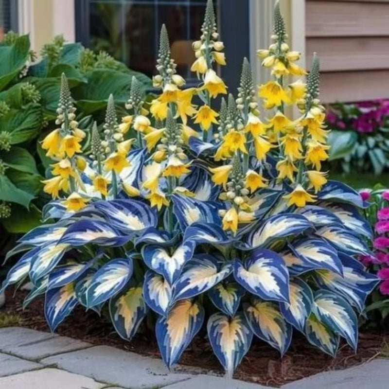 ShadeLuxe™ Variegated Hostas — Turn Shady Spots into a Colorful, Pollinator-Powered Paradise