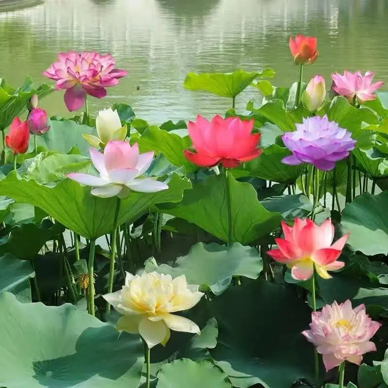 RainbowLotus™ — Transform Any Pond Into a Magical, Colorful Sanctuary That Attracts Life and Joy