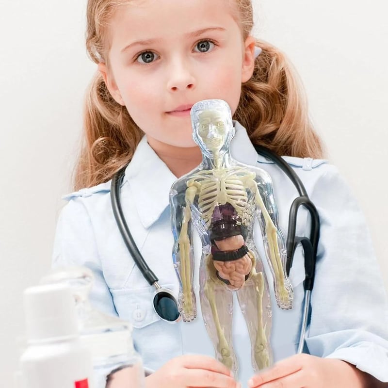 Transparent 3D Anatomy Model Featuring Body and Organs