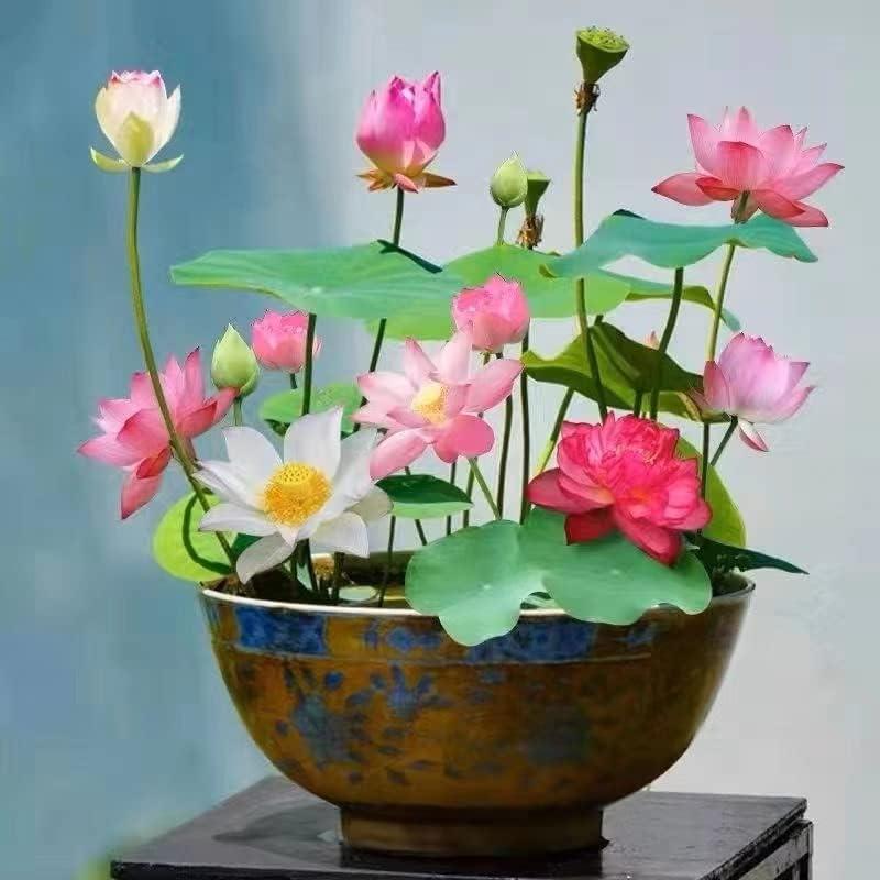 LotusAura™ — Transform Your Pond into a Lush, Colorful Sanctuary of Calm and Life