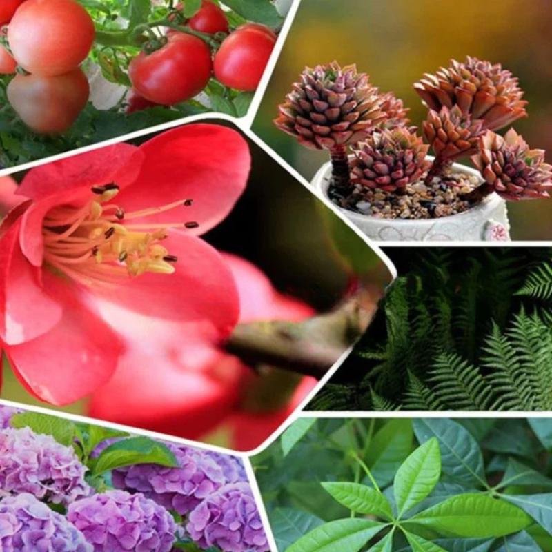 RammoBloom™ — Revive Your Plants Instantly for a Lush, Vibrant Garden You’ll Love Every Day