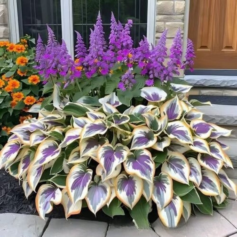 ShadeLuxe™ Variegated Hostas — Turn Shady Spots into a Colorful, Pollinator-Powered Paradise