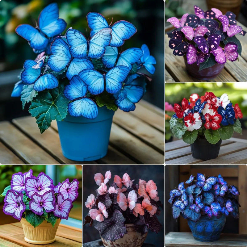 VividFlair™ Butterfly Bloom Seeds — Turn Your Garden Into a Dazzling Butterfly Wonderland That Steals Every Heart