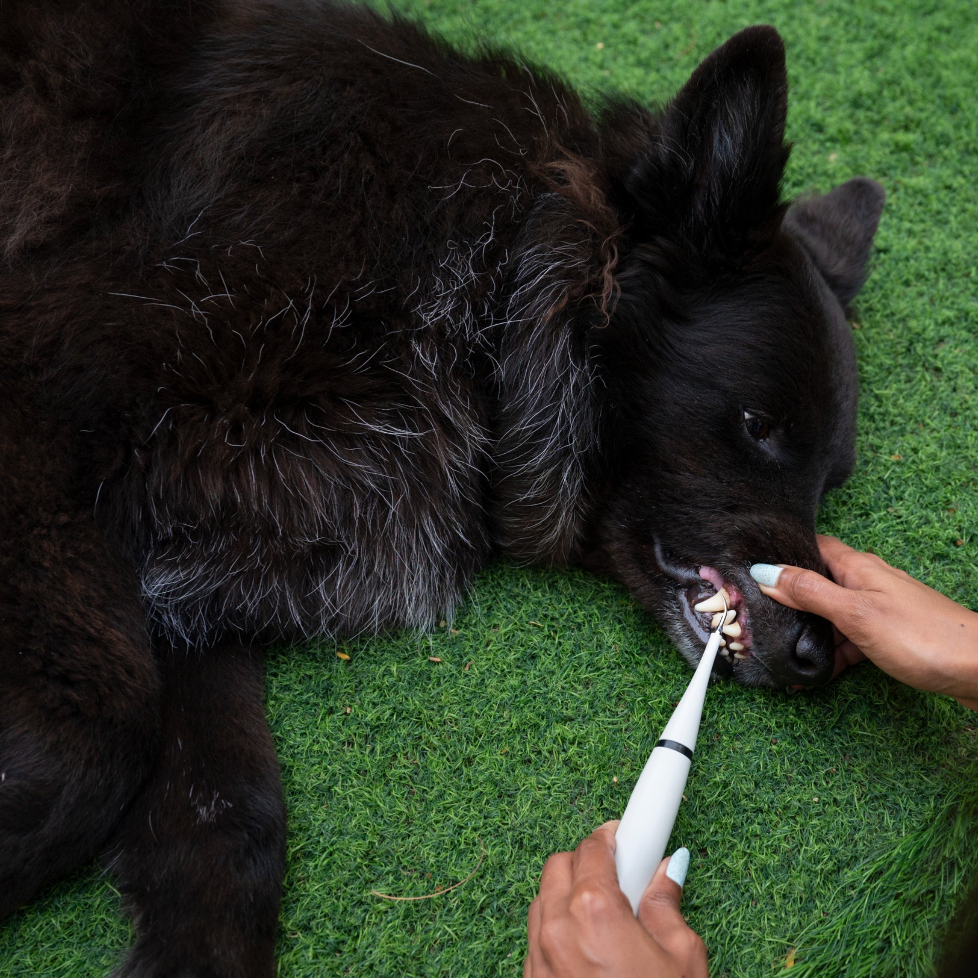 RadiantPaw™ — Effortless Smile Transformation for Happy, Healthy Pets