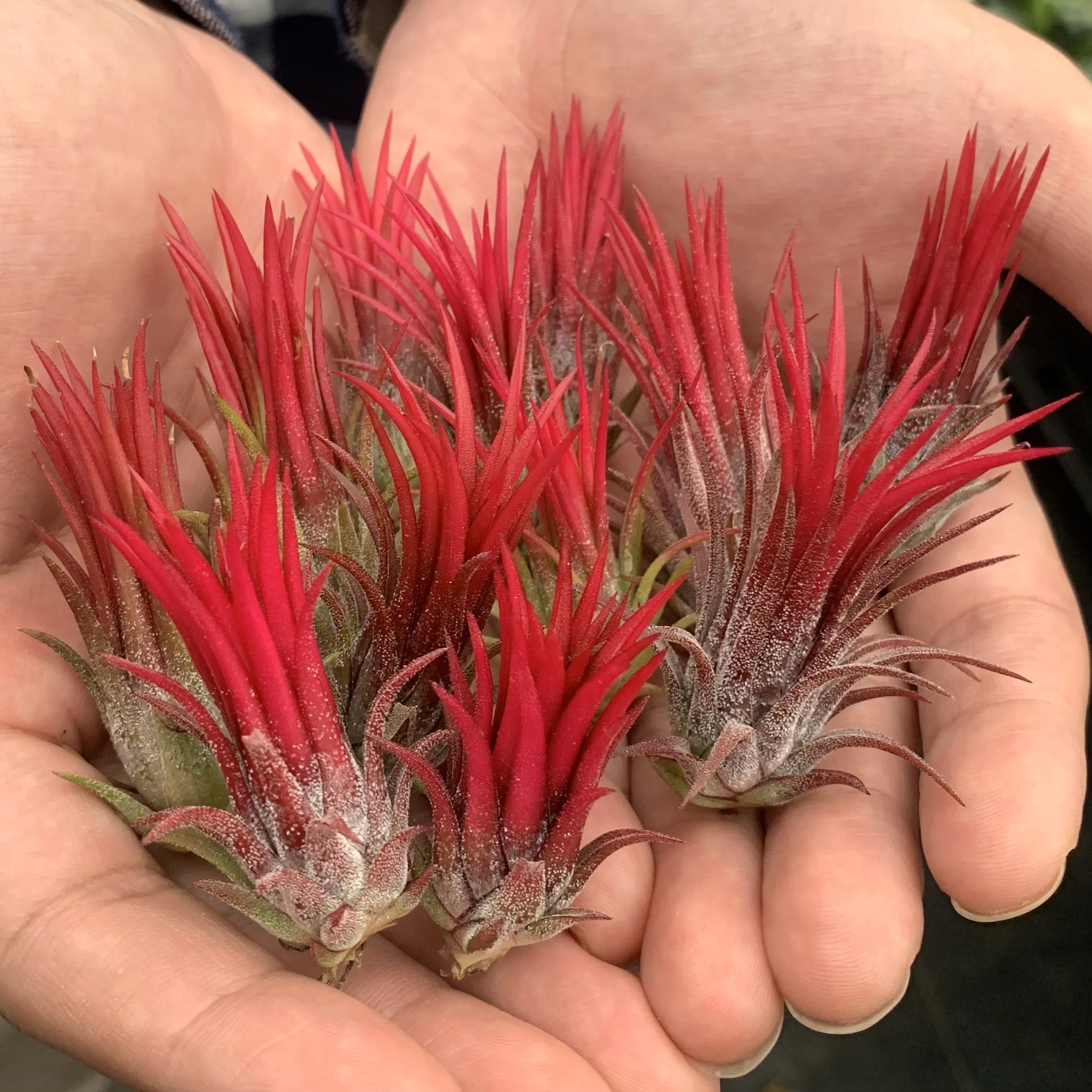 AuraShell™ — Bring Effortless Coastal Calm and Living Ocean Beauty to Your Space