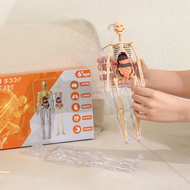 Transparent 3D Anatomy Model Featuring Body and Organs