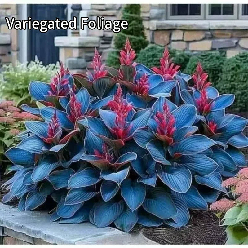 ShadeLuxe™ Variegated Hostas — Turn Shady Spots into a Colorful, Pollinator-Powered Paradise