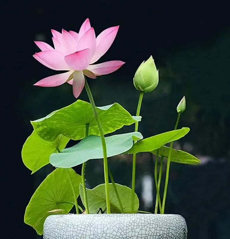 MysticLuxe™ — Transform Your Pond into a Blooming Oasis of Serenity and Color