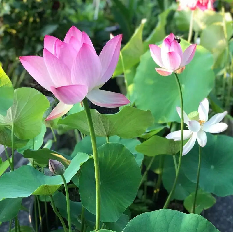 RainbowLotus™ — Transform Any Pond Into a Magical, Colorful Sanctuary That Attracts Life and Joy
