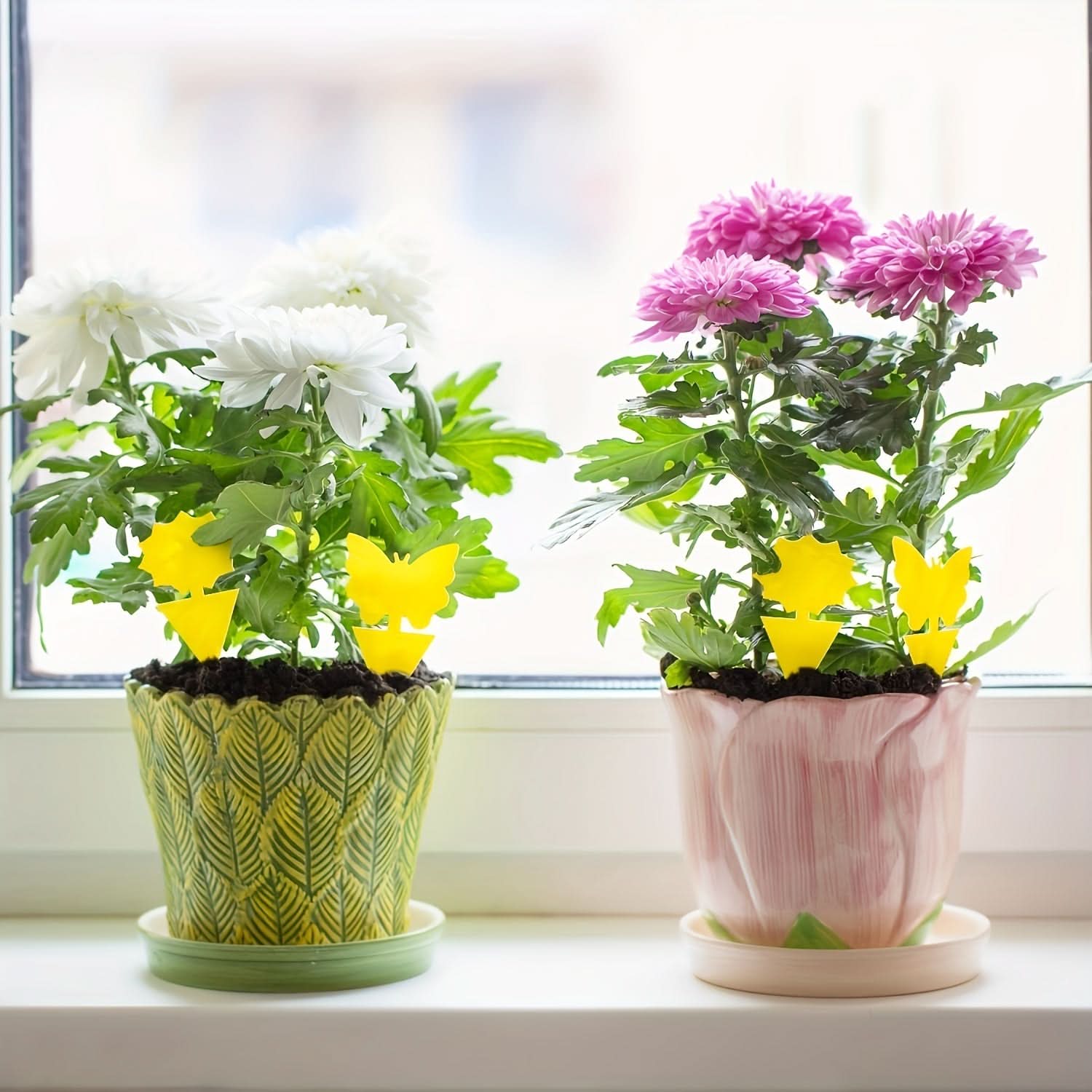 Yellow Plant Traps for Flying Insects and Fungus Gnats