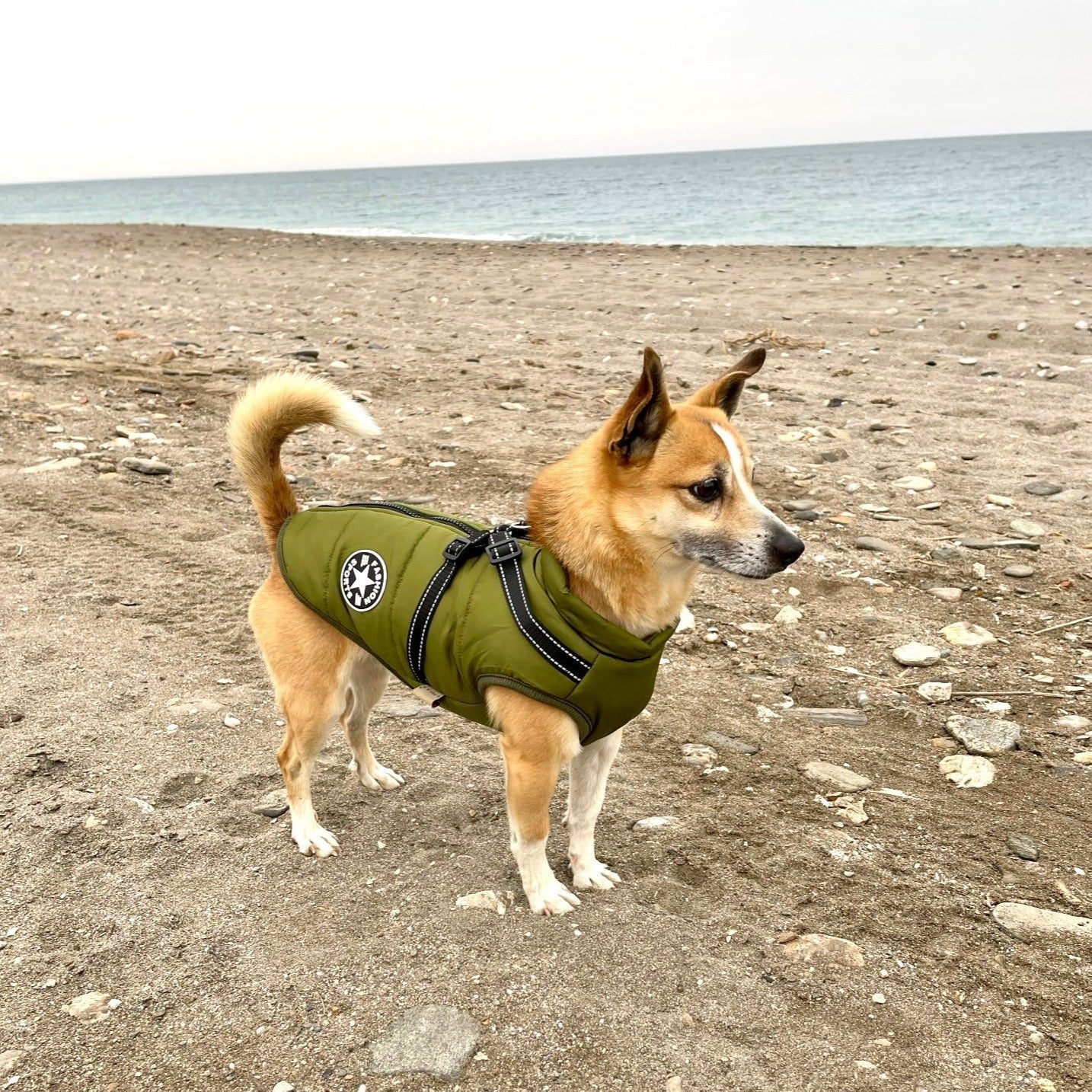 VetraGuard™ — Block Wind, Rain & Cold While Clipping Your Leash in One Move