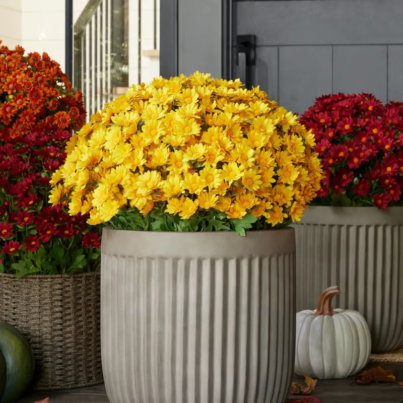 AutumnLuxe™ — Fill Your World with Effortless, Ever-Bright Fall Warmth
