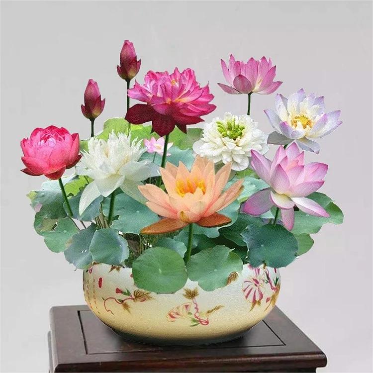 LotusAura™ — Transform Your Pond into a Lush, Colorful Sanctuary of Calm and Life