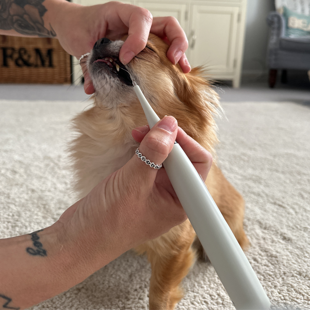 RadiantPaw™ — Effortless Smile Transformation for Happy, Healthy Pets