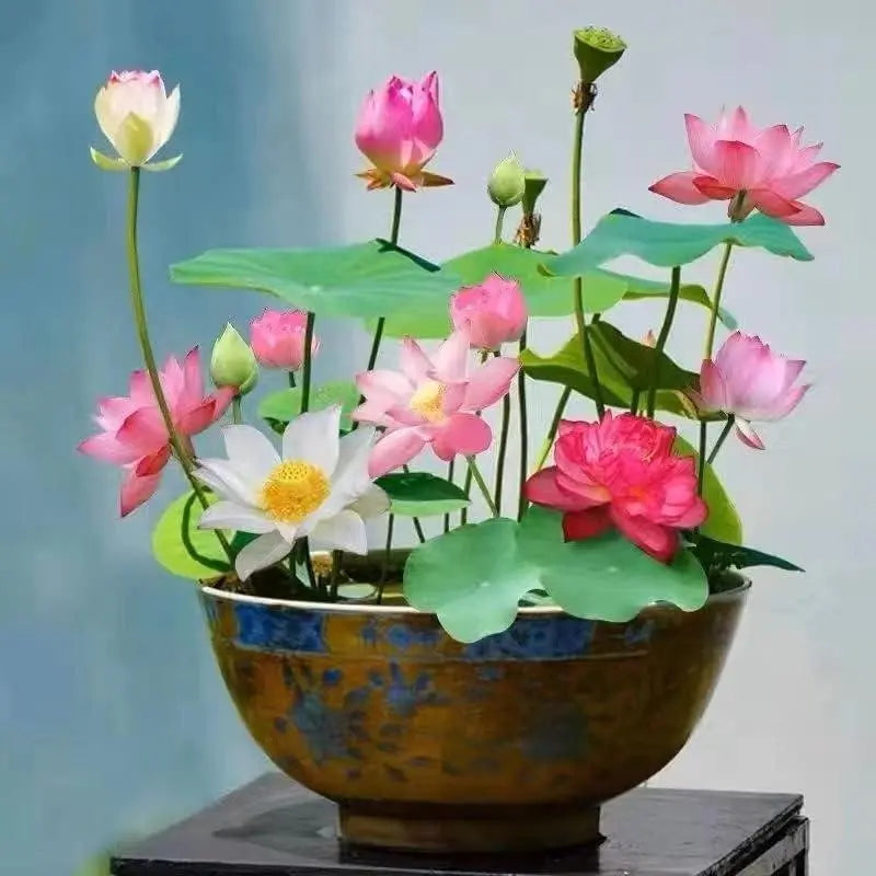MysticLuxe™ — Transform Your Pond into a Blooming Oasis of Serenity and Color