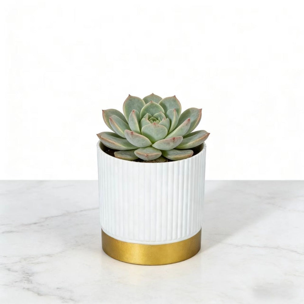 Chic Striped Planter for Stylish Indoor Greenery