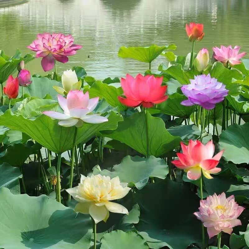 LotusAura™ — Transform Your Pond into a Lush, Colorful Sanctuary of Calm and Life