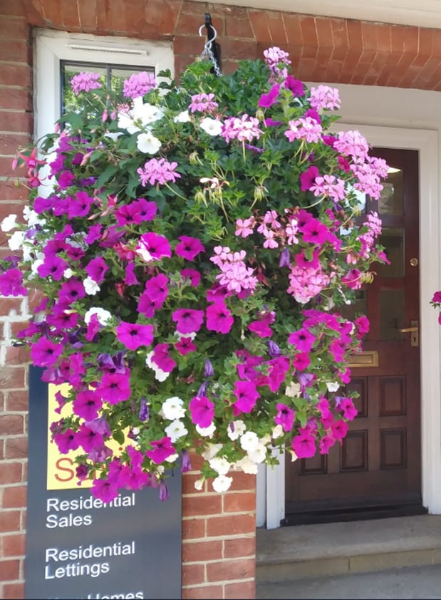BloomVista™ — Effortless, Vibrant Blooms That Brighten Every Moment