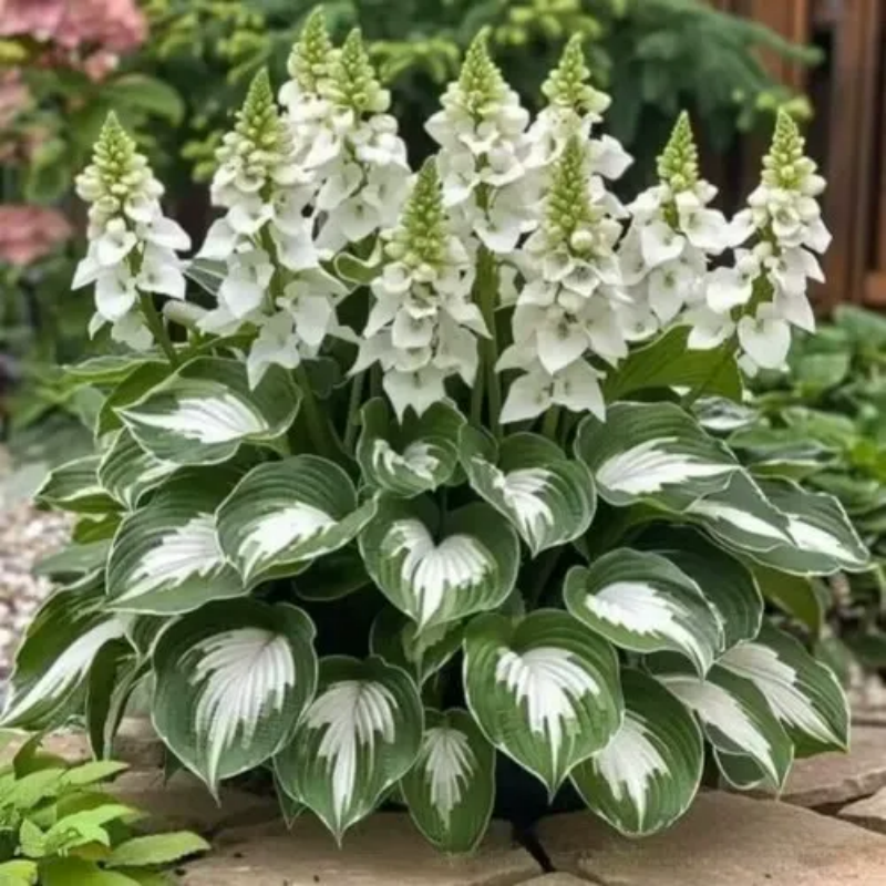 ShadeLuxe™ Variegated Hostas — Turn Shady Spots into a Colorful, Pollinator-Powered Paradise