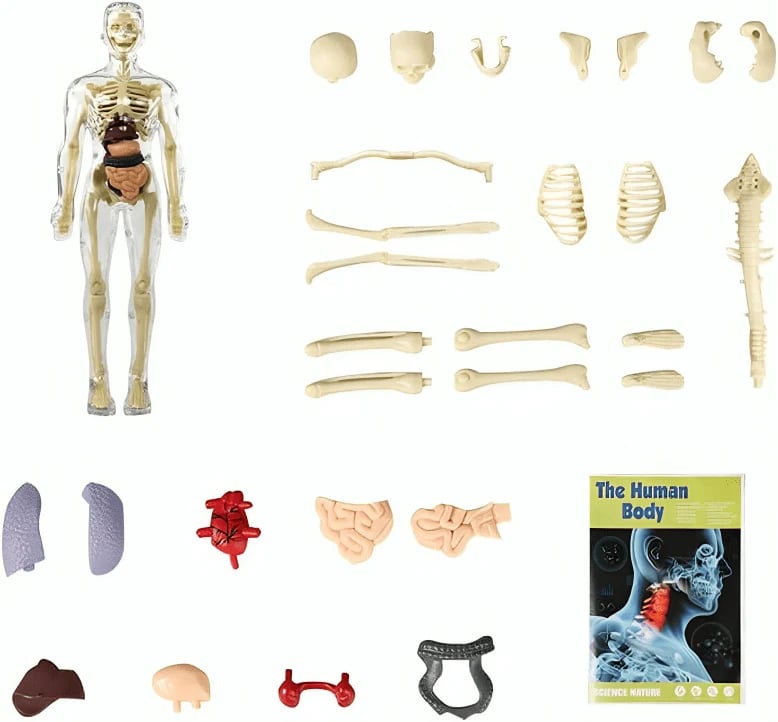 Transparent 3D Anatomy Model Featuring Body and Organs