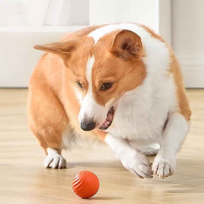 ChaseSpark™ — Ignite Your Dog’s Wild Instinct for Endless Play and Pure Joy
