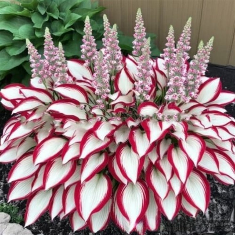 ShadeLuxe™ Variegated Hostas — Turn Shady Spots into a Colorful, Pollinator-Powered Paradise