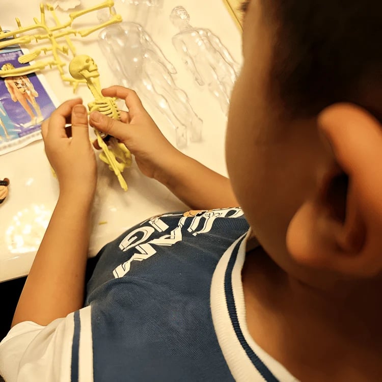 VitaMorph™ — Experience Anatomy Like Never Before with Hands-On, Life-Size Discovery