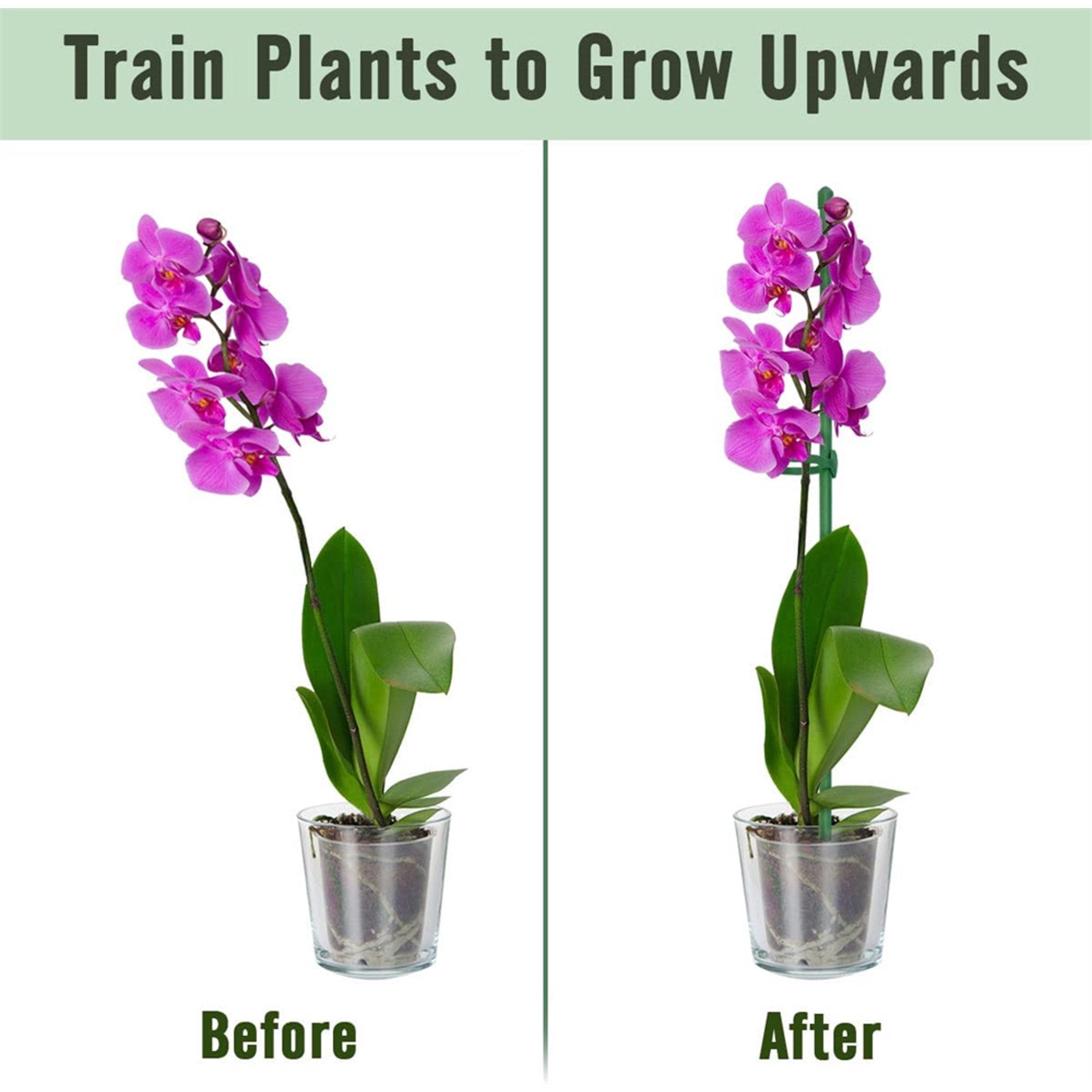 StellaStem™ — Rock-Solid Support for Plants That Rise Strong and Proud
