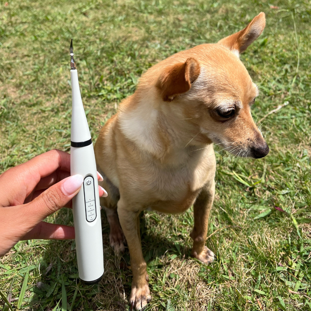 RadiantPaw™ — Effortless Smile Transformation for Happy, Healthy Pets