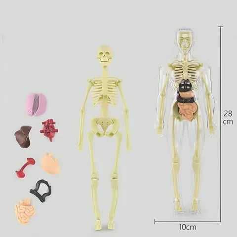 Transparent 3D Anatomy Model Featuring Body and Organs