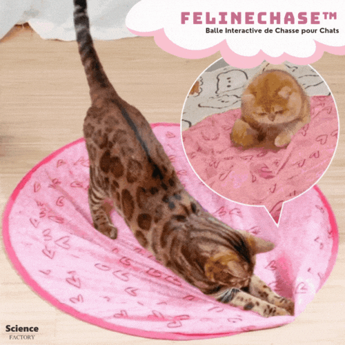 ProwlPulse™ — Unleash Your Cat’s Wild Instincts and Boundless Joy