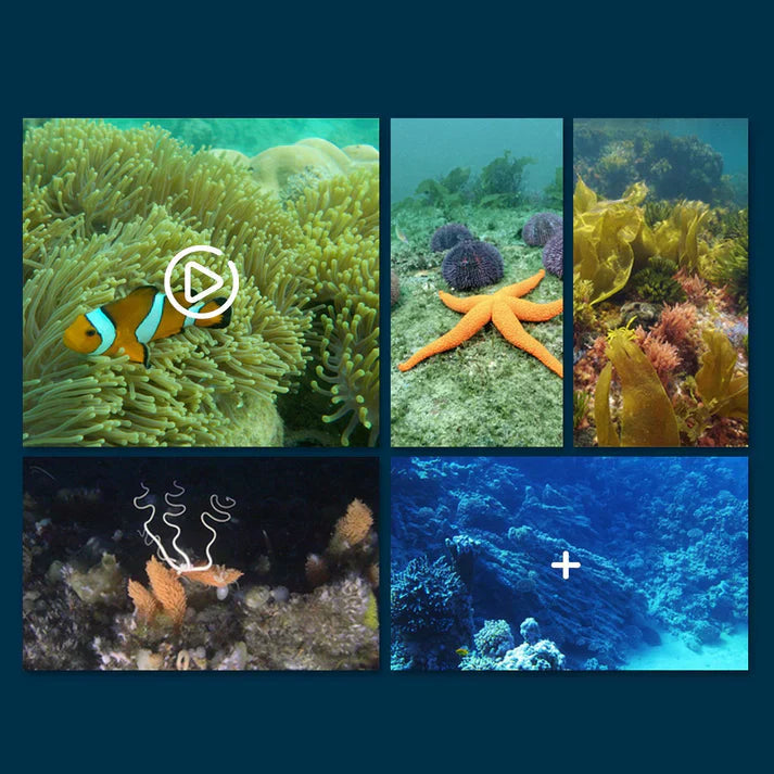LiquidVista™ — Experience Underwater Wonders Instantly Without Getting Wet
