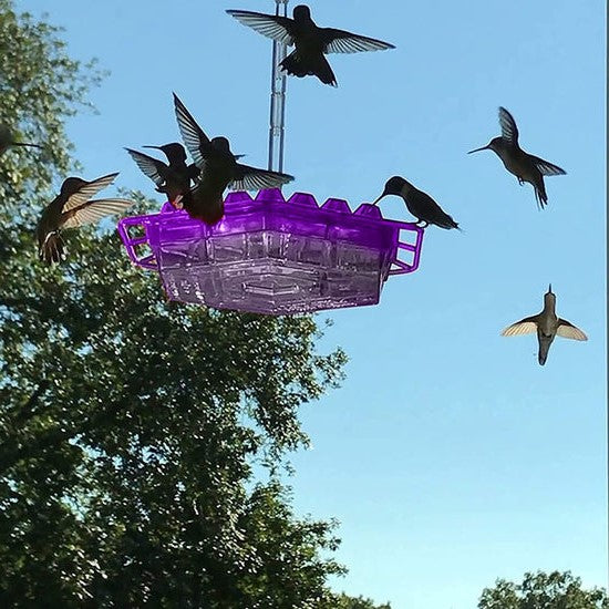 BloomGuard - Ant-Resistant Hummingbird Feeder with 30 Feeding Ports