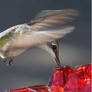 30-Ports Ant-Resistant Hummingbird Feeder for Nectar Storage